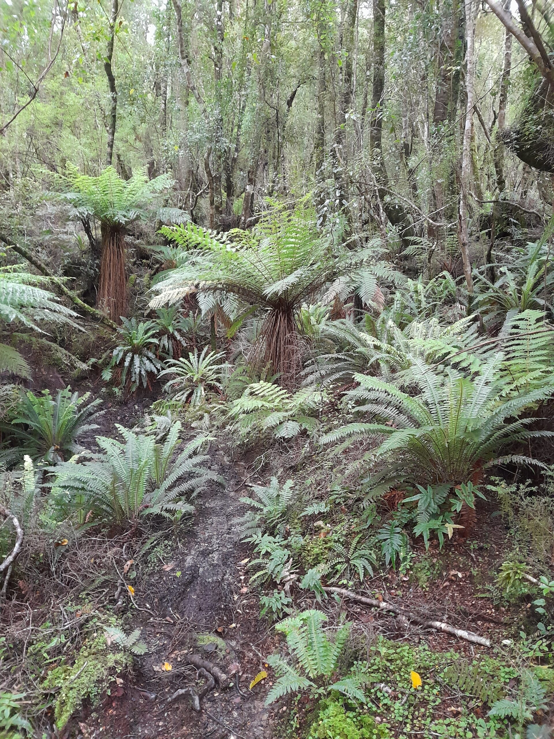 Colac Bay to Martin’s Hut – Day 4