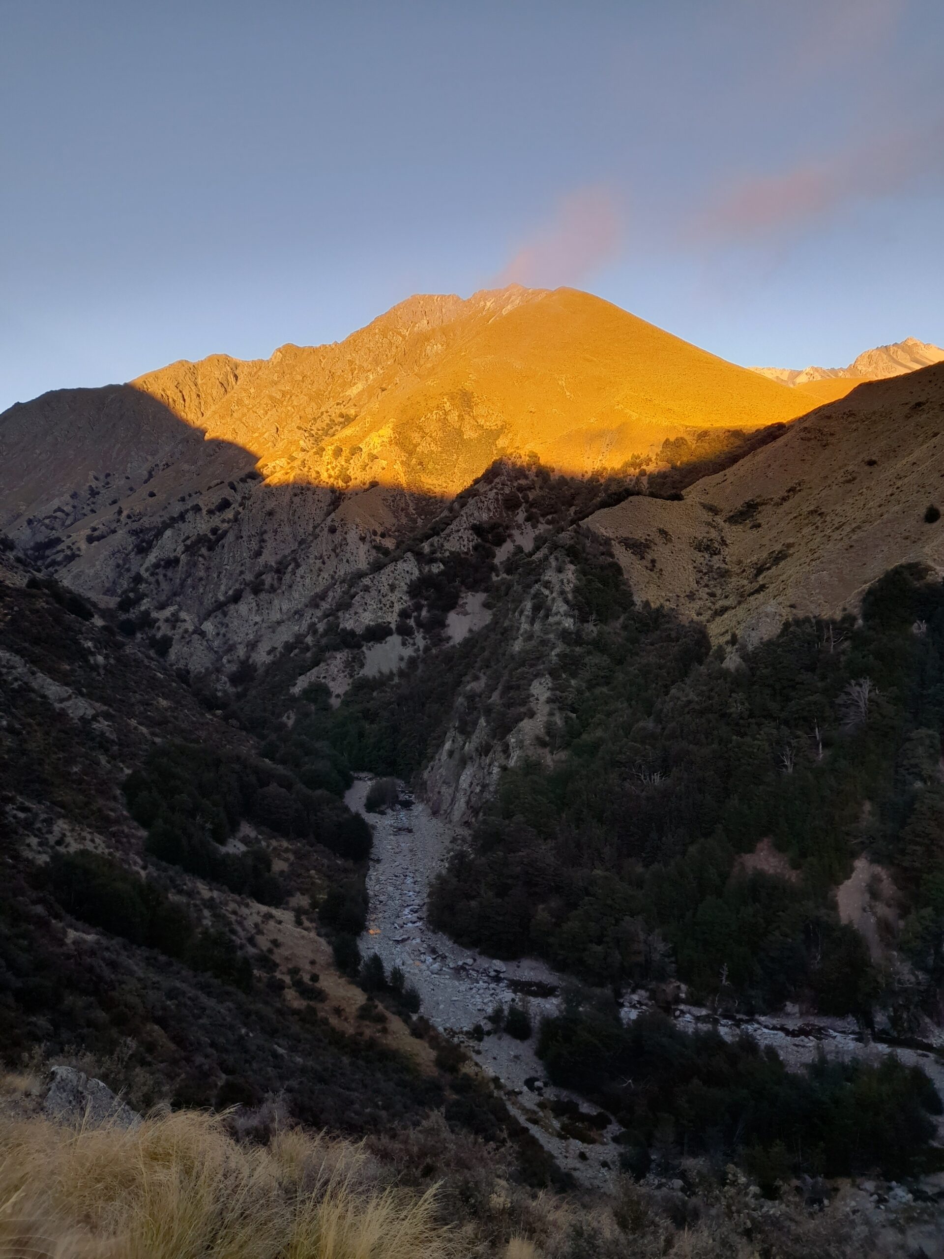 Rangitata [Bush Steam Carpark] – Day 39.