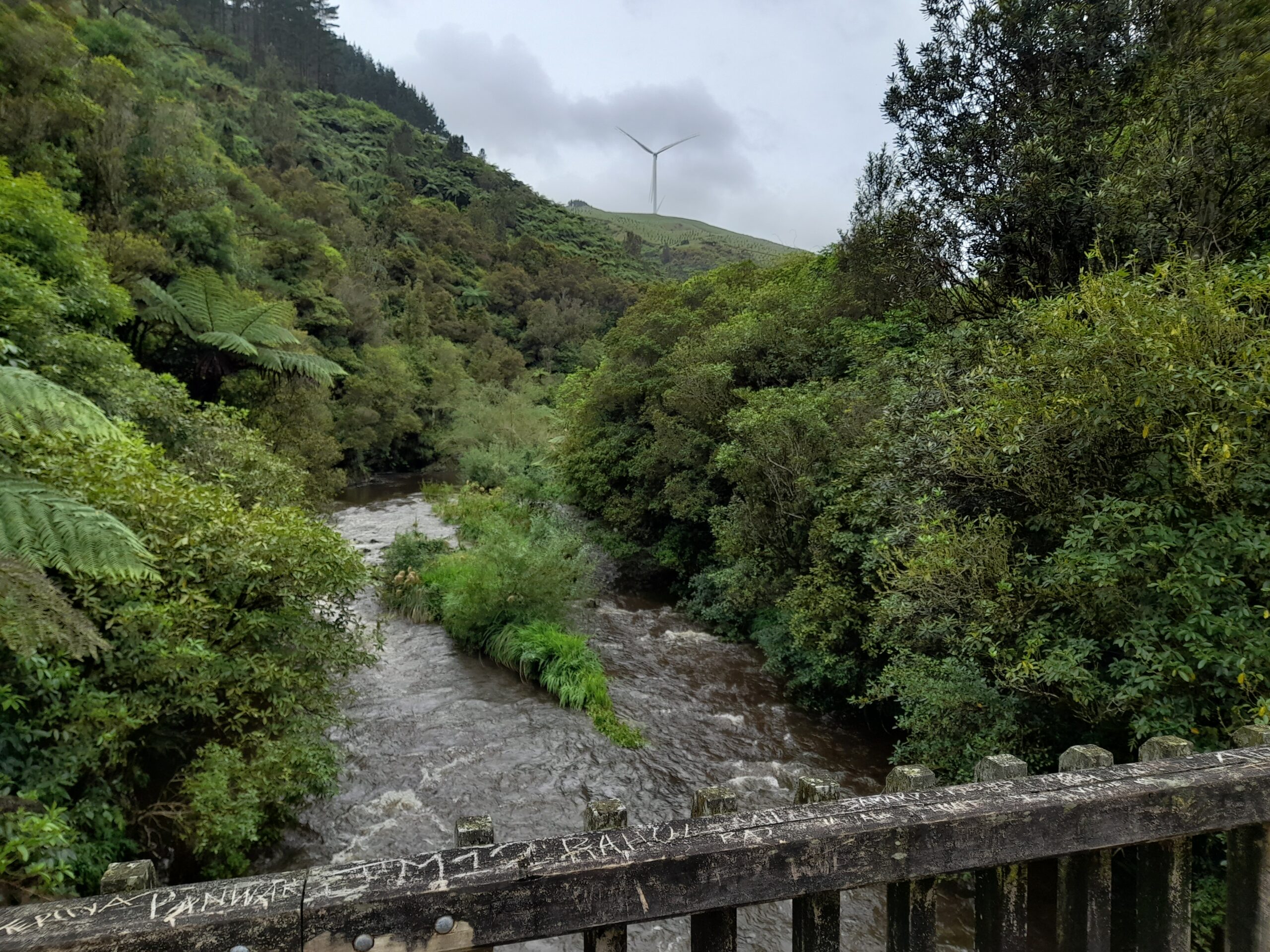 Kahuterawa Reserve – Day 65.